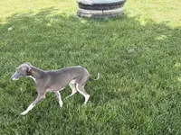 Ray, a male Italian Greyhound for sale in Nappanee, IN – 7 of 8