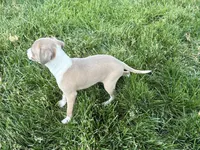 Leona, a female Italian Greyhound for sale in Nappanee, IN – 3 of 8