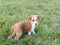 Cade , a male Havanese and Italian Greyhound for sale in Nappanee, IN – 3 of 10