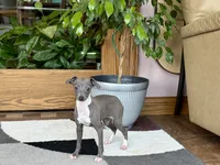 Sonya, a female Italian Greyhound for sale in Nappanee, IN – 3 of 7
