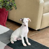 Monty, a male Italian Greyhound for sale in Nappanee, IN – Photo 6 of 9