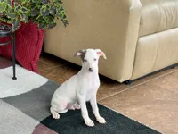 processed/9df88af3-7188-405a-9bb9-986e1332cdaa/listing/299cc820-6a68-4b6f-a9a9-477c42bcd0a1/2d9817ec-378d-47bd-b182-02dfd9b23f01