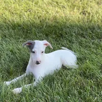 Monty, a male Italian Greyhound for sale in Nappanee, IN – Photo 8 of 9