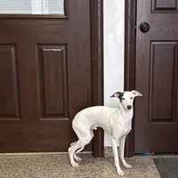 Monty, a male Italian Greyhound for sale in Nappanee, IN – Photo 5 of 9