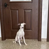 Monty, a male Italian Greyhound for sale in Nappanee, IN – Photo 3 of 9