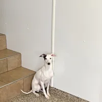 Monty, a male Italian Greyhound for sale in Nappanee, IN – Photo 9 of 9