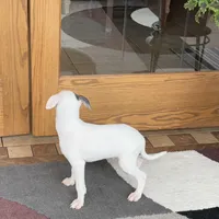 Monty, a male Italian Greyhound for sale in Nappanee, IN – Photo 4 of 9