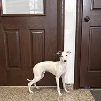 Monty, a male Italian Greyhound for sale in Nappanee, IN – Photo 1 of 9