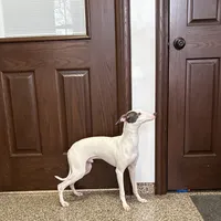 Monty, a male Italian Greyhound for sale in Nappanee, IN – Photo 7 of 9