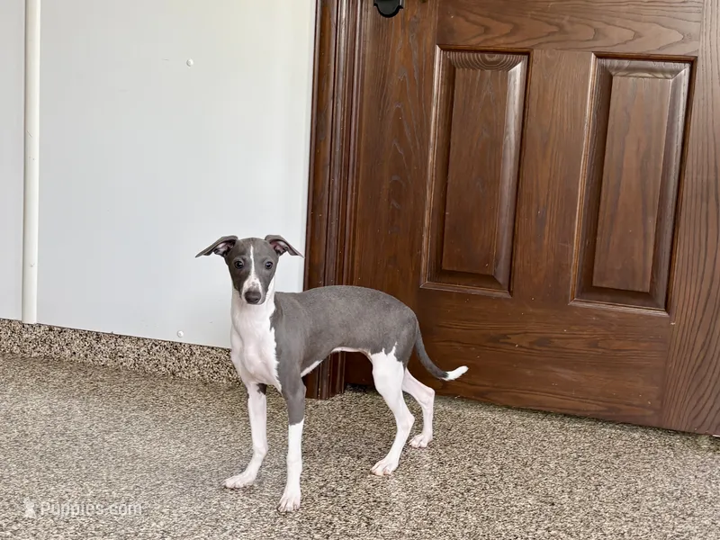 Melanie  – Italian Greyhound puppy for sale in Nappanee, IN