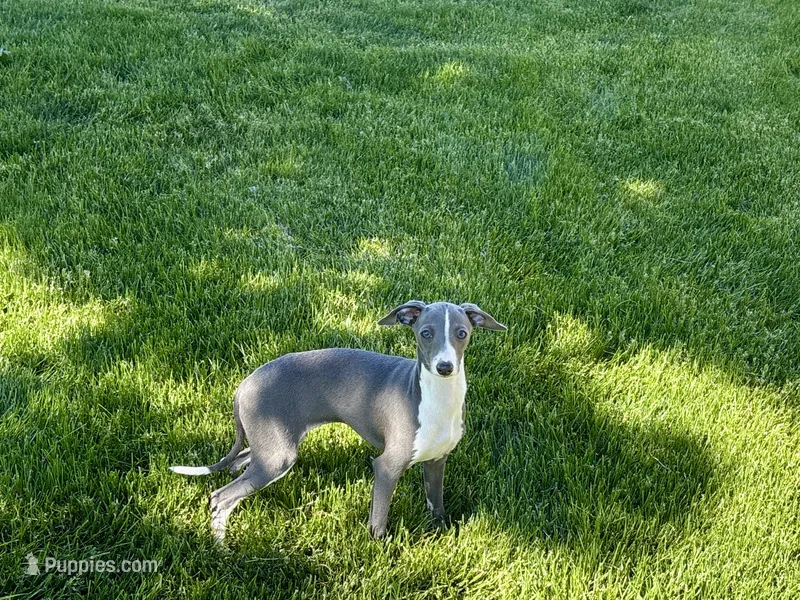 Olive – Italian Greyhound puppy for sale in Nappanee, IN