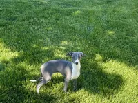 Olive, a female Italian Greyhound for sale in Nappanee, IN – 1 of 10