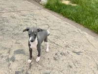Shadow , a male Italian Greyhound for sale in Nappanee, IN – 5 of 5