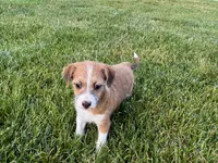 Cade , a male Havanese and Italian Greyhound for sale in Nappanee, IN – 7 of 10