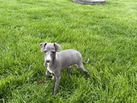 Zeke , a male Italian Greyhound for sale in Nappanee, IN – Photo 7 of 7