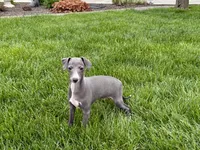 Zeke , a male Italian Greyhound for sale in Nappanee, IN – Photo 5 of 7