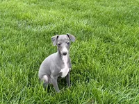 Zeke , a male Italian Greyhound for sale in Nappanee, IN – Photo 2 of 7