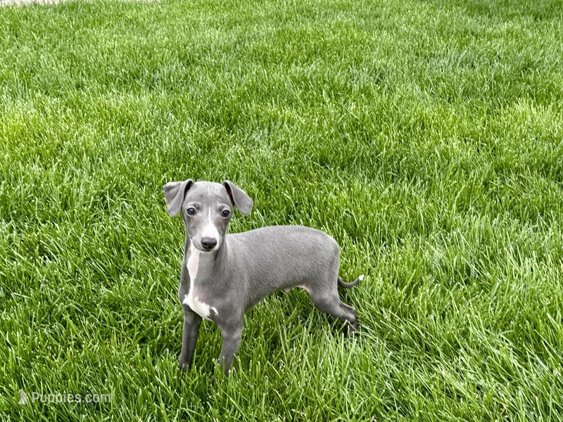 Zeke  – Italian Greyhound puppy for sale in Nappanee, IN