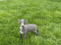 Zeke , a male Italian Greyhound for sale in Nappanee, IN – Photo 1 of 7
