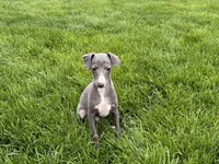 Zeke , a male Italian Greyhound for sale in Nappanee, IN – Photo 6 of 7