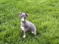 Zeke , a male Italian Greyhound for sale in Nappanee, IN – Photo 3 of 7