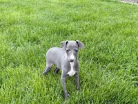 Zeke , a male Italian Greyhound for sale in Nappanee, IN – Photo 4 of 7