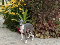 Dakin , a male Italian Greyhound for sale in Nappanee, IN – 7 of 7
