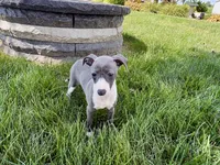 Donna , a female Italian Greyhound for sale in Nappanee, IN – 7 of 9