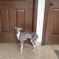 Nate, a male Italian Greyhound for sale in Nappanee, IN – Photo 4 of 6