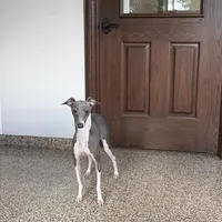 Nate, a male Italian Greyhound for sale in Nappanee, IN – Photo 5 of 6