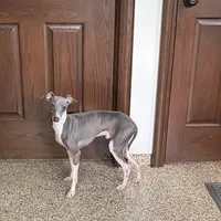 Nate, a male Italian Greyhound for sale in Nappanee, IN – Photo 6 of 6