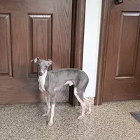 Nate, a male Italian Greyhound for sale in Nappanee, IN – Photo 2 of 6
