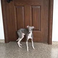 Nate, a male Italian Greyhound for sale in Nappanee, IN – Photo 3 of 6