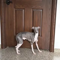 Nate, a male Italian Greyhound for sale in Nappanee, IN – Photo 1 of 6