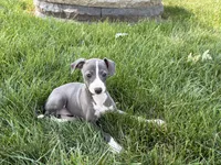 Janie , a female Italian Greyhound for sale in Nappanee, IN – 4 of 8