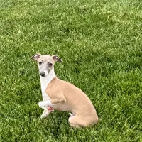Galen, a male Italian Greyhound for sale in Nappanee, IN – Photo 4 of 10