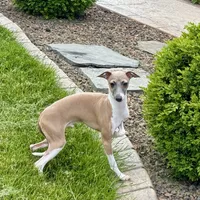 Galen, a male Italian Greyhound for sale in Nappanee, IN – Photo 9 of 10