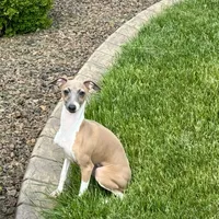 Galen, a male Italian Greyhound for sale in Nappanee, IN – Photo 1 of 10