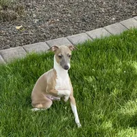 Galen, a male Italian Greyhound for sale in Nappanee, IN – Photo 10 of 10