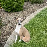 Galen, a male Italian Greyhound for sale in Nappanee, IN – Photo 6 of 10