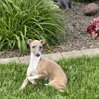 Galen, a male Italian Greyhound for sale in Nappanee, IN – Photo 7 of 10