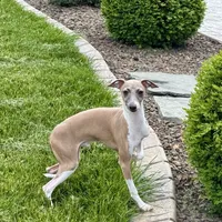 Galen, a male Italian Greyhound for sale in Nappanee, IN – Photo 2 of 10