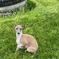 Galen, a male Italian Greyhound for sale in Nappanee, IN – Photo 8 of 10