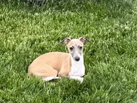 processed/9df88af3-7188-405a-9bb9-986e1332cdaa/listing/31006a88-7329-4b83-8e8c-4a4293ce44e7/fb395876-8d07-4237-baf0-449e65a28766