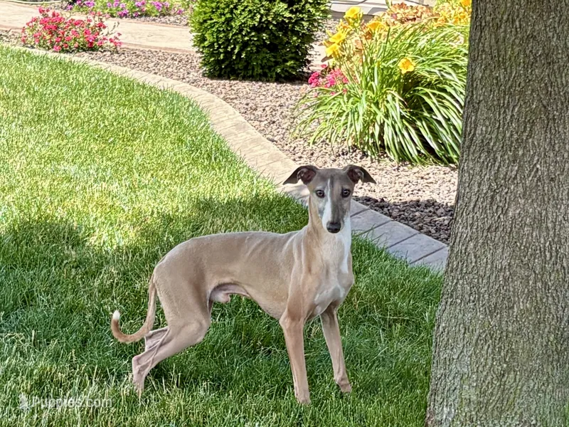 Derek – Italian Greyhound puppy for sale in Nappanee, IN