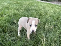 Leona, a female Italian Greyhound for sale in Nappanee, IN – 2 of 8