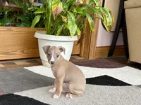 Leora, a female Italian Greyhound for sale in Nappanee, IN – 2 of 10