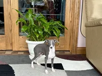 Olive, a female Italian Greyhound for sale in Nappanee, IN – 5 of 10
