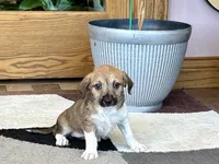 Sally , a female Havanese and Italian Greyhound for sale in Nappanee, IN – 2 of 8