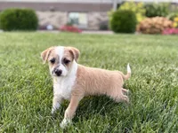 Cory, a male Havanese and Italian Greyhound for sale in Nappanee, IN – 5 of 10